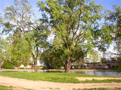 Javory v Kyšicích ("Maples in Kyšice"), protected group of three Silver Maples (Acer saccharimum) in village of Kyšice, Kladno District, Central Bohemian Region, Czech Republic.