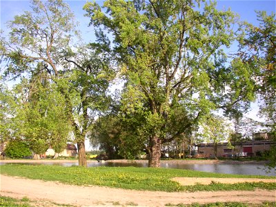 Javory v Kyšicích ("Maples in Kyšice"), protected group of three Silver Maples (Acer saccharimum) in village of Kyšice, Kladno District, Central Bohemian Region, Czech Republic. photo