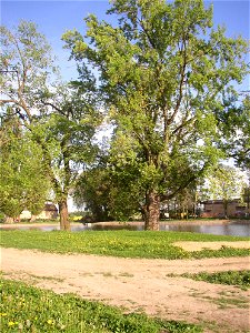 Javory v Kyšicích ("Maples in Kyšice"), protected group of three Silver Maples (Acer saccharimum) in village of Kyšice, Kladno District, Central Bohemian Region, Czech Republic. photo