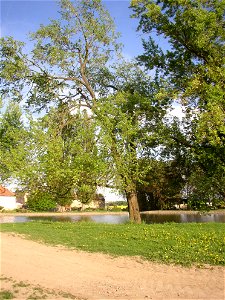 Javory v Kyšicích ("Maples in Kyšice"), protected group of three Silver Maples (Acer saccharimum) in village of Kyšice, Kladno District, Central Bohemian Region, Czech Republic.