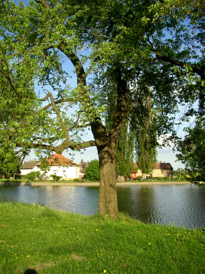 Javory v Kyšicích ("Maples in Kyšice"), protected group of three Silver Maples (Acer saccharimum) in village of Kyšice, Kladno District, Central Bohemian Region, Czech Republic.