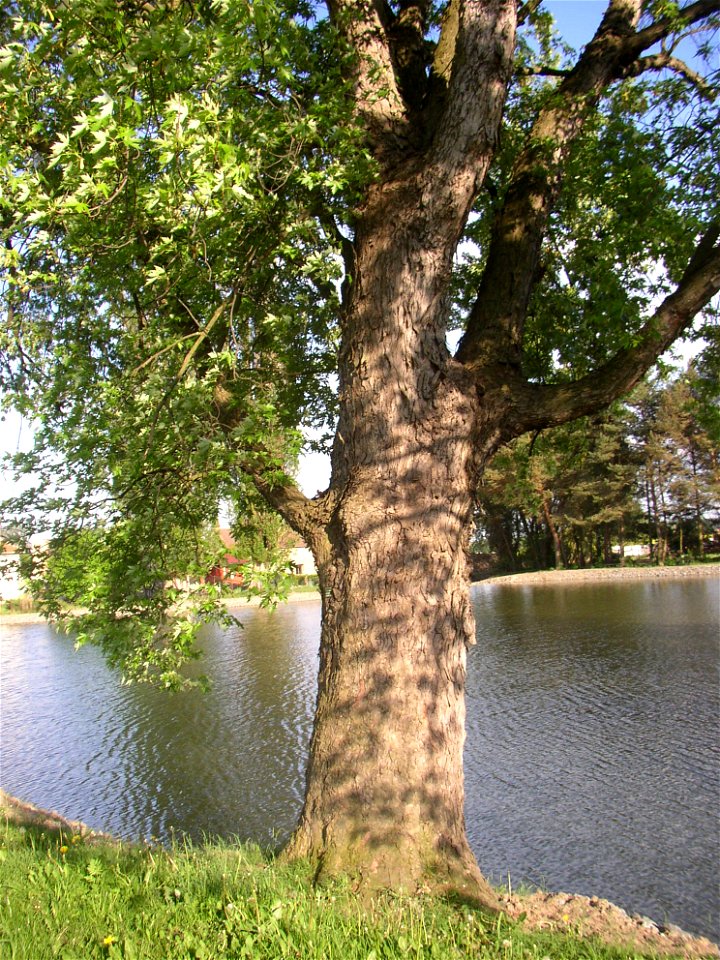 Javory v Kyšicích ("Maples in Kyšice"), protected group of three Silver Maples (Acer saccharimum) in village of Kyšice, Kladno District, Central Bohemian Region, Czech Republic.
