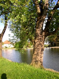 Javory v Kyšicích ("Maples in Kyšice"), protected group of three Silver Maples (Acer saccharimum) in village of Kyšice, Kladno District, Central Bohemian Region, Czech Republic. photo