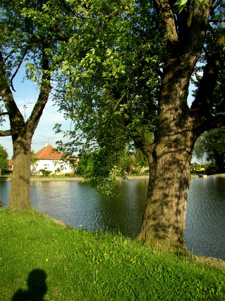 Javory v Kyšicích ("Maples in Kyšice"), protected group of three Silver Maples (Acer saccharimum) in village of Kyšice, Kladno District, Central Bohemian Region, Czech Republic.