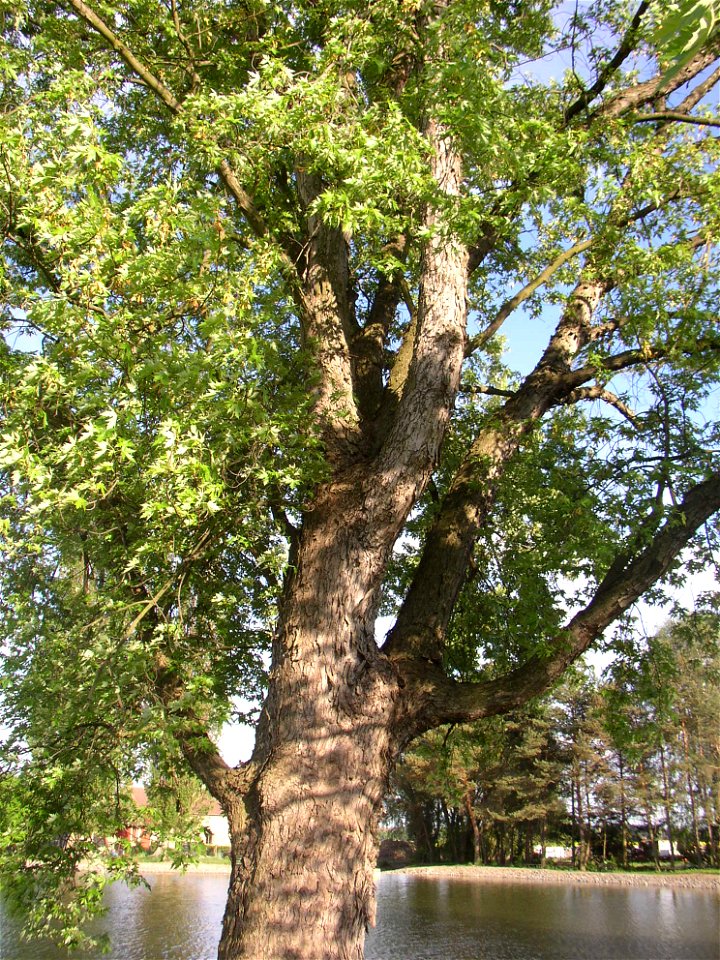 Javory v Kyšicích ("Maples in Kyšice"), protected group of three Silver Maples (Acer saccharimum) in village of Kyšice, Kladno District, Central Bohemian Region, Czech Republic.