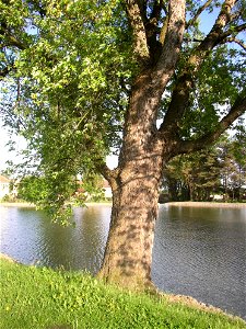 Javory v Kyšicích ("Maples in Kyšice"), protected group of three Silver Maples (Acer saccharimum) in village of Kyšice, Kladno District, Central Bohemian Region, Czech Republic. photo