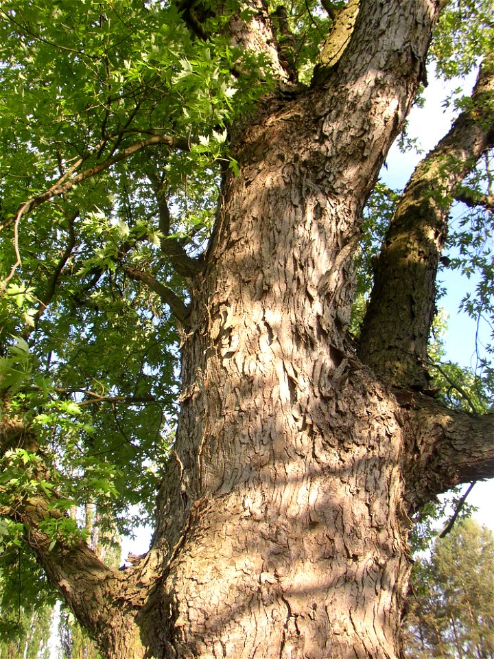 Javory v Kyšicích ("Maples in Kyšice"), protected group of three Silver Maples (Acer saccharimum) in village of Kyšice, Kladno District, Central Bohemian Region, Czech Republic.