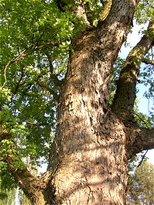 Javory v Kyšicích ("Maples in Kyšice"), protected group of three Silver Maples (Acer saccharimum) in village of Kyšice, Kladno District, Central Bohemian Region, Czech Republic. photo