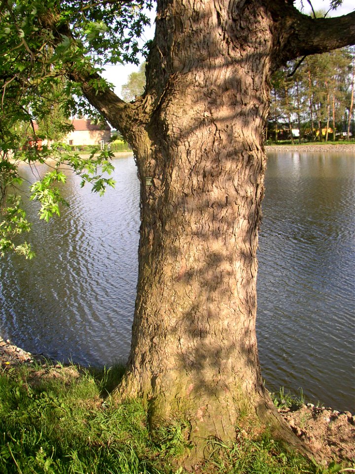 Javory v Kyšicích ("Maples in Kyšice"), protected group of three Silver Maples (Acer saccharimum) in village of Kyšice, Kladno District, Central Bohemian Region, Czech Republic.