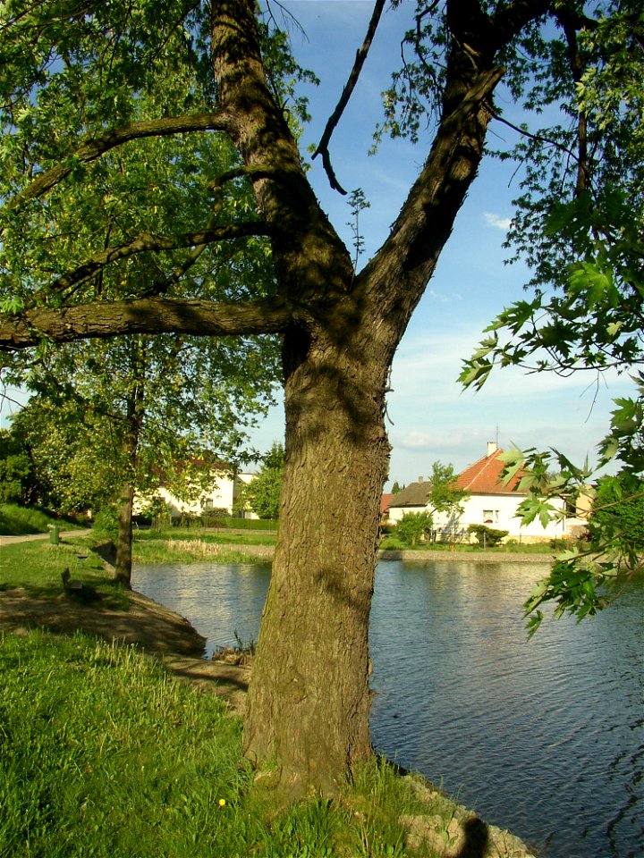 Javory v Kyšicích ("Maples in Kyšice"), protected group of three Silver Maples (Acer saccharimum) in village of Kyšice, Kladno District, Central Bohemian Region, Czech Republic.