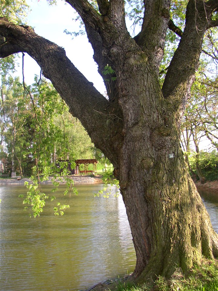 Javory v Kyšicích ("Maples in Kyšice"), protected group of three Silver Maples (Acer saccharimum) in village of Kyšice, Kladno District, Central Bohemian Region, Czech Republic.