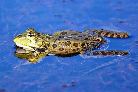 Pond amphibian eyes