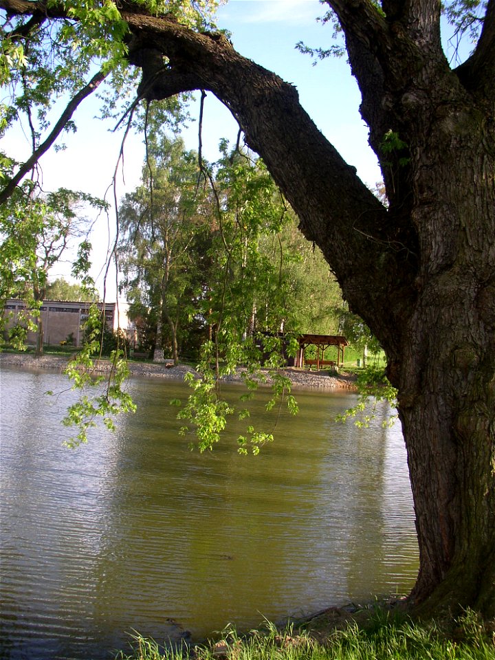 Javory v Kyšicích ("Maples in Kyšice"), protected group of three Silver Maples (Acer saccharimum) in village of Kyšice, Kladno District, Central Bohemian Region, Czech Republic.