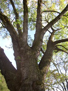 Javory v Kyšicích ("Maples in Kyšice"), protected group of three Silver Maples (Acer saccharimum) in village of Kyšice, Kladno District, Central Bohemian Region, Czech Republic. Western specimen, bran photo