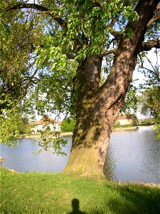 Javory v Kyšicích ("Maples in Kyšice"), protected group of three Silver Maples (Acer saccharimum) in village of Kyšice, Kladno District, Central Bohemian Region, Czech Republic.