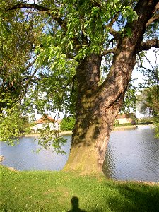 Javory v Kyšicích ("Maples in Kyšice"), protected group of three Silver Maples (Acer saccharimum) in village of Kyšice, Kladno District, Central Bohemian Region, Czech Republic. photo