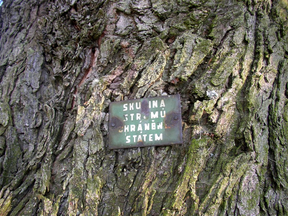 Javory v Kyšicích ("Maples in Kyšice"), protected group of three Silver Maples (Acer saccharimum) in village of Kyšice, Kladno District, Central Bohemian Region, Czech Republic. Official plaque on tru