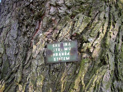 Javory v Kyšicích ("Maples in Kyšice"), protected group of three Silver Maples (Acer saccharimum) in village of Kyšice, Kladno District, Central Bohemian Region, Czech Republic. Official plaque on tru photo