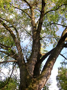 Javory v Kyšicích ("Maples in Kyšice"), protected group of three Silver Maples (Acer saccharimum) in village of Kyšice, Kladno District, Central Bohemian Region, Czech Republic.
