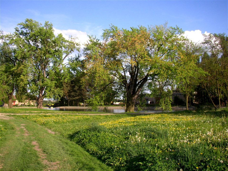 Javory v Kyšicích ("Maples in Kyšice"), protected group of three Silver Maples (Acer saccharimum) in village of Kyšice, Kladno District, Central Bohemian Region, Czech Republic.