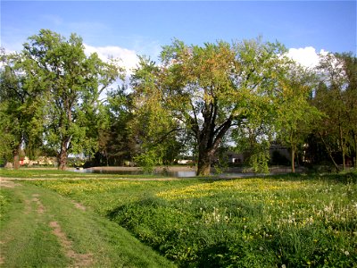 Javory v Kyšicích ("Maples in Kyšice"), protected group of three Silver Maples (Acer saccharimum) in village of Kyšice, Kladno District, Central Bohemian Region, Czech Republic. photo