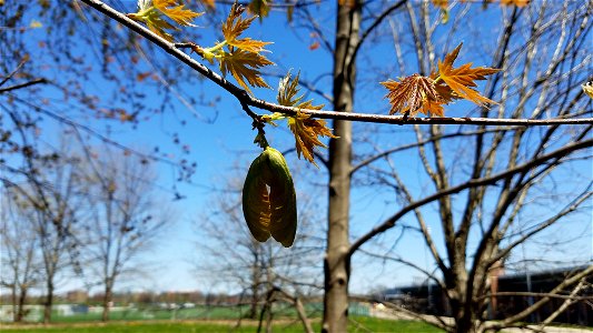 Chadwick Arboretum and Learning Gardens Arboretum North The Ohio State University Columbus, Ohio photo