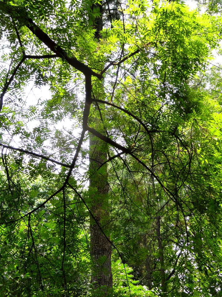 Plant specimen in the Kunming Botanical Garden, Kunming, Yunnan, China.
