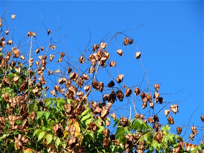 Blasenbaum (Koelreuteria paniculata) in Hockenheim photo