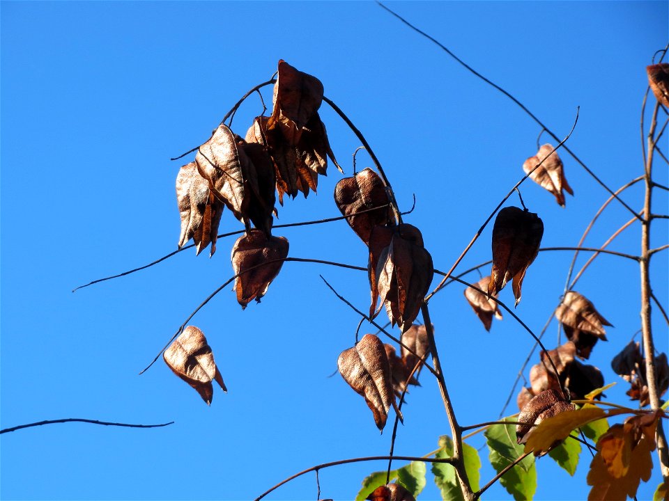 Blasenbaum (Koelreuteria paniculata) in Hockenheim photo