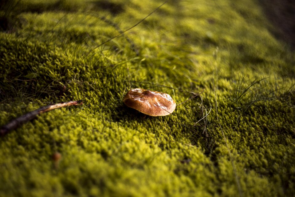 Autumn mushrooms red