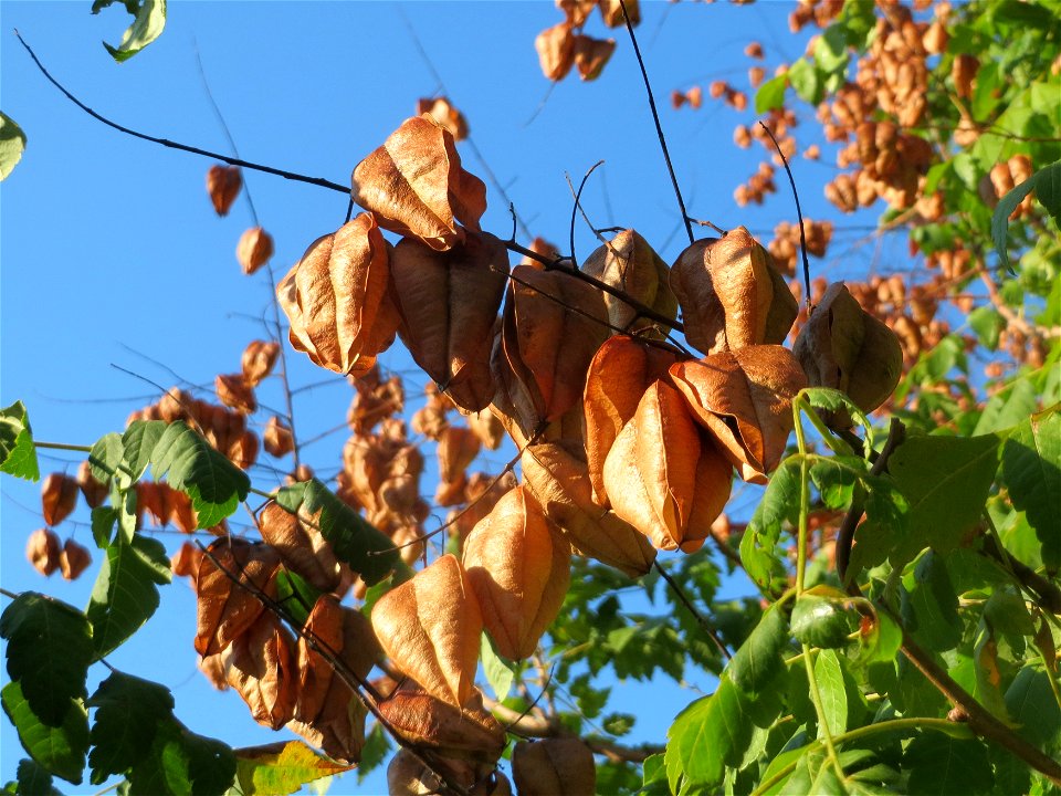 Blasenbaum (Koelreuteria paniculata) in Hockenheim - möglicherweise z.T. verwildert