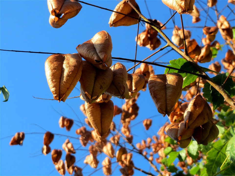 Blasenbaum (Koelreuteria paniculata) in Hockenheim - möglicherweise z.T. verwildert photo