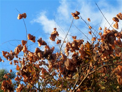 Blasenbaum (Koelreuteria paniculata) in Hockenheim photo
