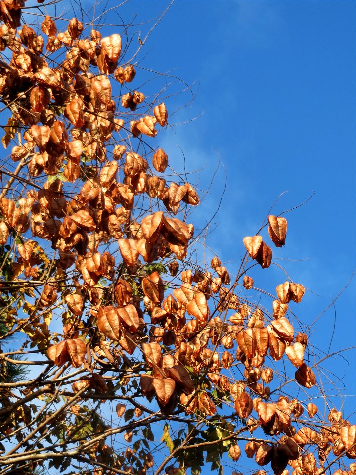 Blasenbaum (Koelreuteria paniculata) in Hockenheim photo