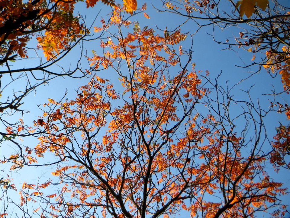 Blasenesche oder Blasenbaum (Koelreuteria paniculata) in Hockenheim - an diesem Standort zumindest teilweise verwildert - Unrsprung: China photo