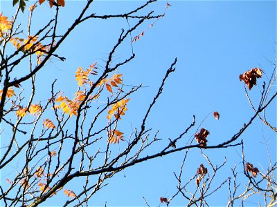 Blasenesche oder Blasenbaum (Koelreuteria paniculata) in Hockenheim - an diesem Standort zumindest teilweise verwildert - Unrsprung: China