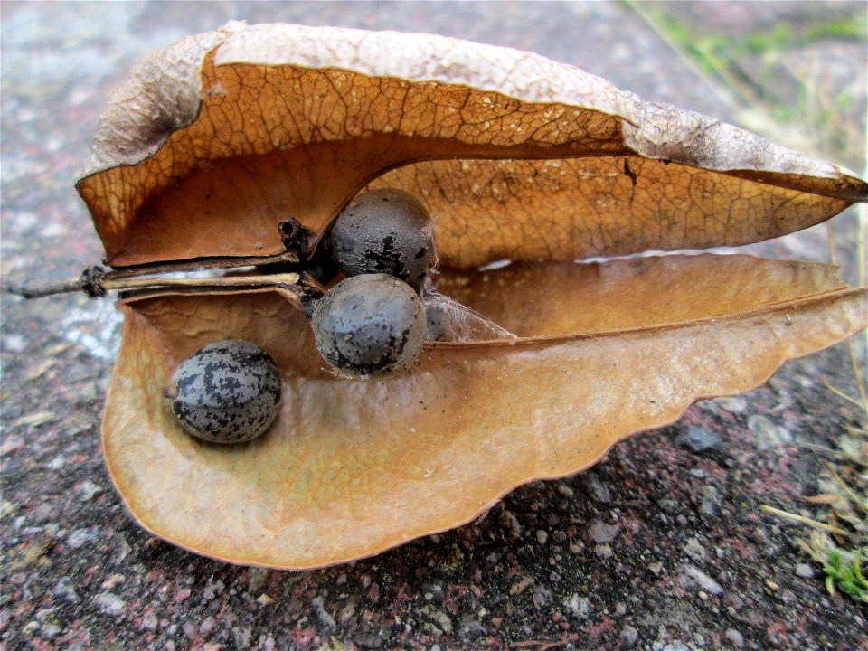 Frucht vom Blasenbaum (Koelreuteria paniculata) in Hockenheim - ursprünglich aus China und an diesem Standort teilweise ausgewildert (nahe dem Bahndamm) photo