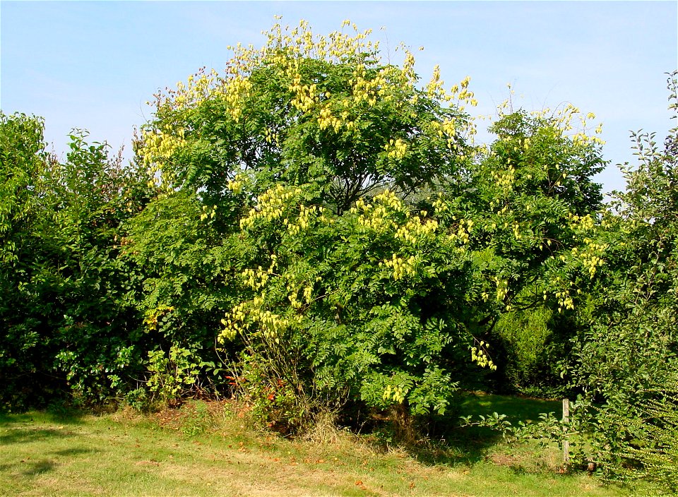 Goldenrain tree, Pride of India, or China tree photo