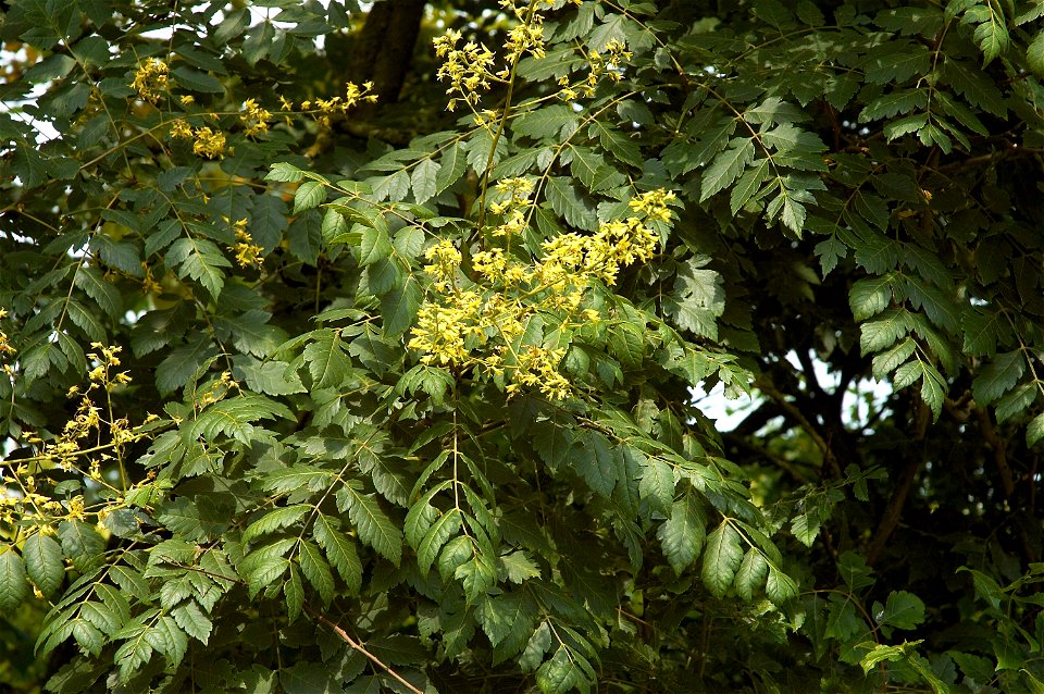 Goldenrain tree, Pride of India, or China tree