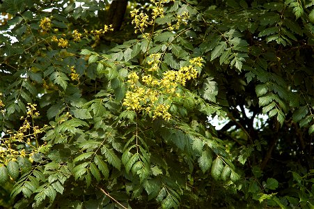 Goldenrain tree, Pride of India, or China tree photo