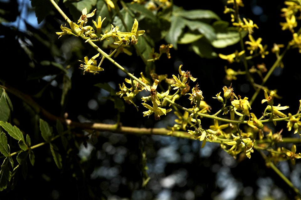 Goldenrain tree, Pride of India, or China tree photo