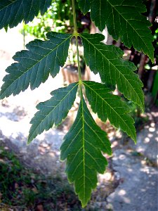 Leaves of Koelreuteria paniculata