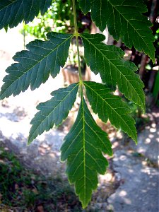 Leaves of Koelreuteria paniculata photo