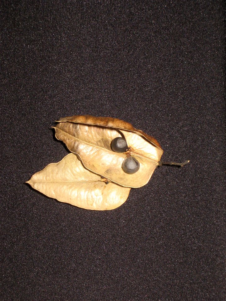 Koelreuteria paniculata fruit pod, opened, showing seeds photo