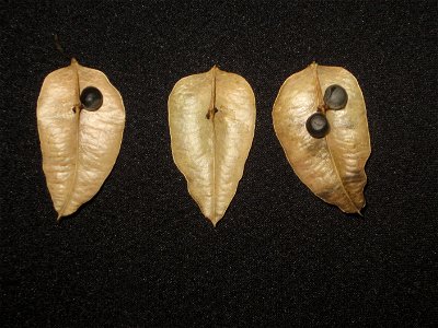 Koelreuteria paniculata fruit pod, dissected into three pieces, showing seeds photo