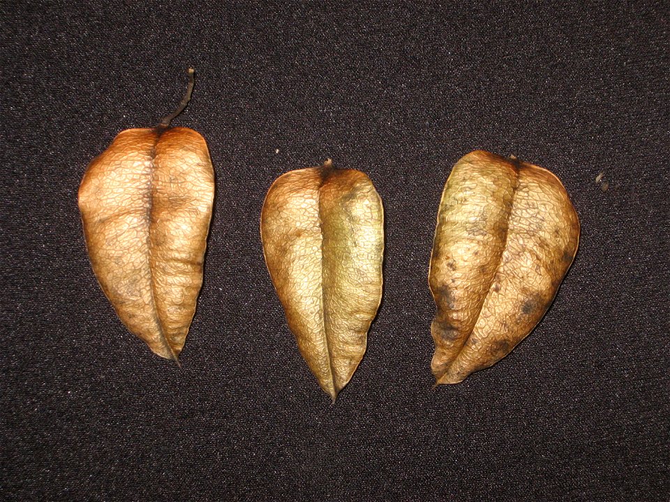 Koelreuteria paniculata fruit pod, dissected into three pieces, exterior view