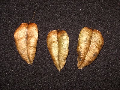 Koelreuteria paniculata fruit pod, dissected into three pieces, exterior view photo