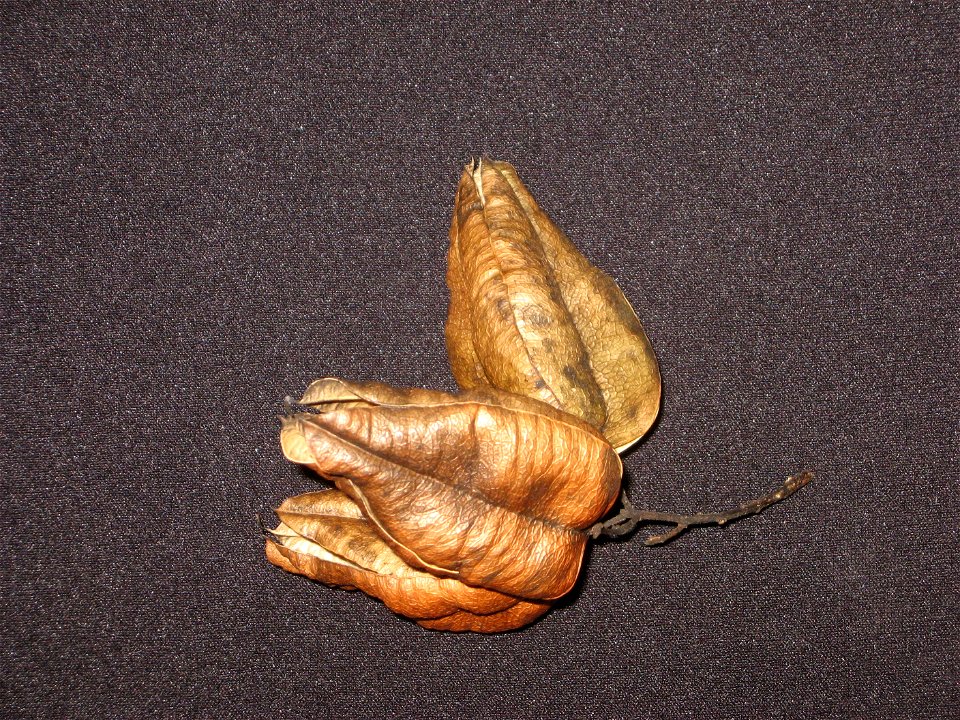 Koelreuteria paniculata fruit pod cluster