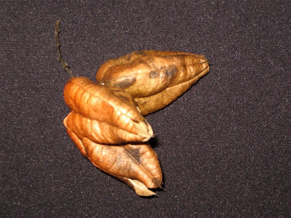 Koelreuteria paniculata fruit pod cluster photo