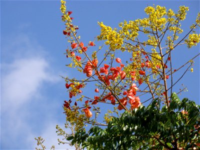 Koelreuteria bipinnata fruits & flowers, in Sao paulo photo